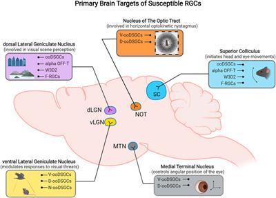 Subtype-specific survival and regeneration of retinal ganglion cells in response to injury